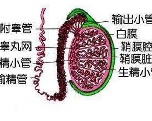 试管女孩得多少钱，附费用一览！ 供卵助孕要多少钱呢